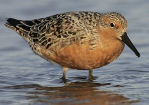 Элсэг (Шармаг элсэг)